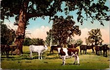 Vtg Western Valley Cattle Ranch California CA Cows 1910s Postcard picture