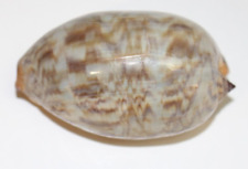 Cypraea Cervus Cowrie Seashell 58mm 2.28