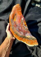 Handcrafted Contour polished Arizona rainbow petrified wood gallery display  picture
