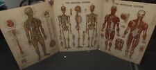 3 -The Nervous, Muscular, Skeletal Systems By Peter Bachin 1947 Original Vintage picture