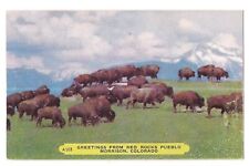 BUFFALO BISON Herd At RED ROCKS PUEBLO Morrison CO Colorado Rembrant Postcard picture