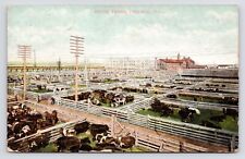 c1900s~Chicago Illinois IL~Union Stock Yards~Cattle~Historic~Antique Postcard picture