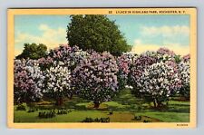 Rochester NY-New York, Highland Park Lilacs in Bloom, Antique Vintage Postcard picture