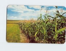 Postcard Tall Corni Corn Field Nature Scene Landscape USA North America picture
