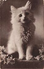 Cute White Cat Kitten A/S Bullard 1910 Postcard picture