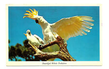 White Cockatoos Parrot Jungle Miami Florida FL Postcard picture
