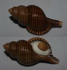 Seashells Linatella succincta LESSER GIRDLED TRITON 71mm GIANT SIZE GEM Superb picture