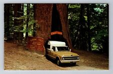 Myers Flat CA-California, Original Drive Thru Tree, c1978 Vintage Postcard picture