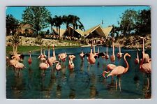 Tampa FL-Florida, Busch Gardens, Antique, Vintage c1960 Souvenir Postcard picture