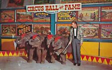 Postcard C1960s Baby Elephants In Arena Circus Hall of Fame Sarasota Florida  picture