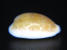 CYPRAEA EROSA: ELONGATED SLENDER GOLDEN DWARF FORM FROM BROOK'S POINT @ 23.06MM picture