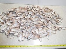 361 Turkey Wings Seashells ~ 6.125 pounds from 1960's picture