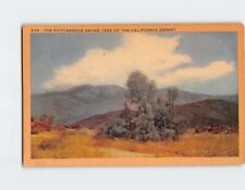 Postcard The Picturesque Smoke Tree of the California Desert USA picture