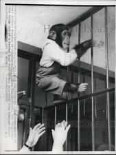 1960 Media Photo Chimpanzee Climbing Bars picture
