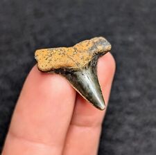 Stunning Rare Eocene Mako Shark Tooth From North Florida picture