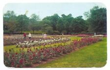 Rochester NY Postcard Rose Garden Maplewood Park c1950s picture