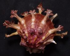 edspal shells -   Spondylus foliaceus  50mm F+++  marine gastropods sea shell picture
