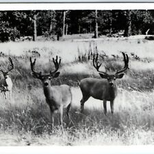 c1940s Dear oh Deer Velvet Buck Horns Frashers RPPC Real Photo Postcard Cute A92 picture