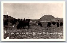 Thermopolis WY RPPC~Buffalo On State State Reserve~Real Photo Postcard picture