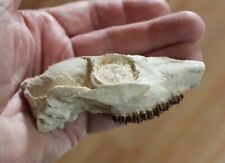 Replica Oligocene Deer Skull Leptomeryx evansi Nice picture