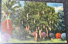 Postcard FL A Sausage Tree in Florida 1966 Antique Vintage PC a2779 picture