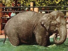 C.1910s Chicago, IL Lincoln Park Zoo. Elephant Bathing Pool. Illinois Postcard picture
