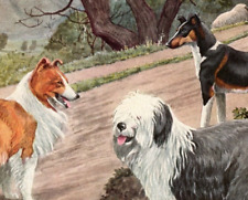 Collie, Old English Sheep Dog, Smooth Collie Original Book Plate Art c. 1940's picture