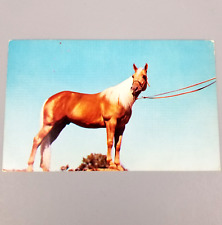 Vintage Postcard California CA Lindley Golden Rocket Palomino Horse picture