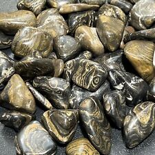 Tumbled Stromatolite Fossil Stone (1/2 lb) 8 oz Bulk Wholesale Natural Crystals picture