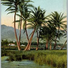 c1910s Honolulu, HI Hawaii Territory Cluster Coconut Trees Wall Nichols PC A188 picture