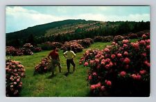 Roan Mountain NC-North Carolina, Rhododendron Garden, Vintage Postcard picture