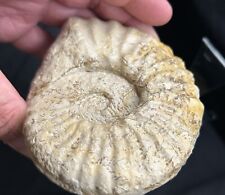 Texas Cretaceous Fossil 4.5”Mortoniceras Ammonite, Nice Sutures Johnson County picture