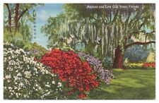 Vintage Azaleas and Live Oak Trees Florida Postcard c1962 Linen picture