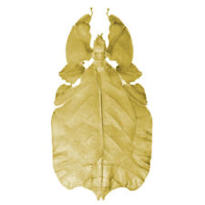 Phyllium pulchrifolium yellow form leaf bug female Indonesia picture