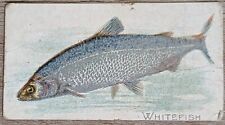 1910 T58 American Tobacco Fish Series Whitefish picture