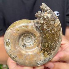 375g Natural Ammonite Fossil Conch Crystal Cluster Specimen Healing picture