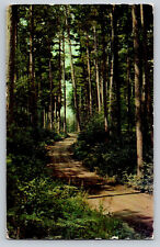 Scenic Trail through Virgin Pine Missouri Postcard Posted 1956 Divided Back picture
