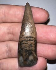 Huge Extinct Ice Age Fossil Horse Incisor Tooth 2.14 Inches picture