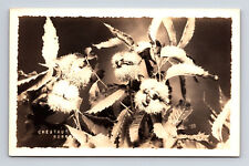 c1938 RPPC Botanical Study Chestnut Burr Real Photo Postcard picture