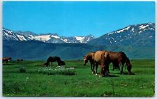Postcard - Spring Pasture picture