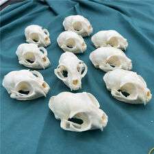  10 pcs real animal skull, specimen, collectible picture
