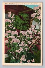 Marion VA-Virginia, Hungry Mother State Park Rhododendrons, Vintage Postcard picture
