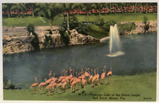 Flamingo Lake at the Parrot Jungle, Red Road, Miami Florida FL Vintage Postcard picture