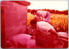 Vintage Found Photo - Women And Man Look At A Big Pig On A Pig Farm In Ireland picture