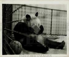 1939 Press Photo Panda eats from a pan at the Zoo. - kfx25291 picture