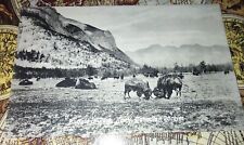 RPPC  BUFFALO IN PARK BANFF CANADIAN ROCKIES.  BISON CANADA.  PHOTO POSTCARD. picture