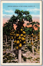 Fort Myers Florida 1938 Postcard Papayas Growing In Fort Myers picture