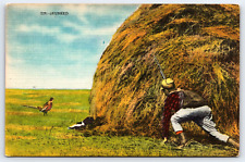 Original Old Vintage Outdoor Postcard Hunter Man Skunk Pheasant Bird Hay Bale picture