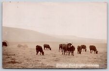 Kingston Sussex England~Cattle Grazing in Pasture~Farming~1936 RPPC picture