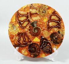 117mm AMMONITE SHELL JURASSIC FOSSIL DISK HALF CUT w/Acrylic Stand-Madagascar picture
